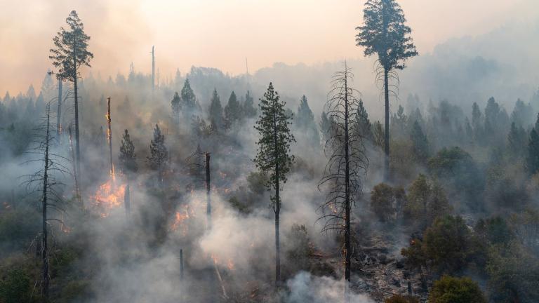 Wildfire