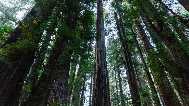 Humboldt