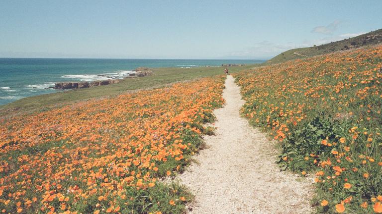 Montana de Oro - 35mm