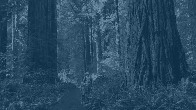 Blue toned image of man and child admiring redwood trees