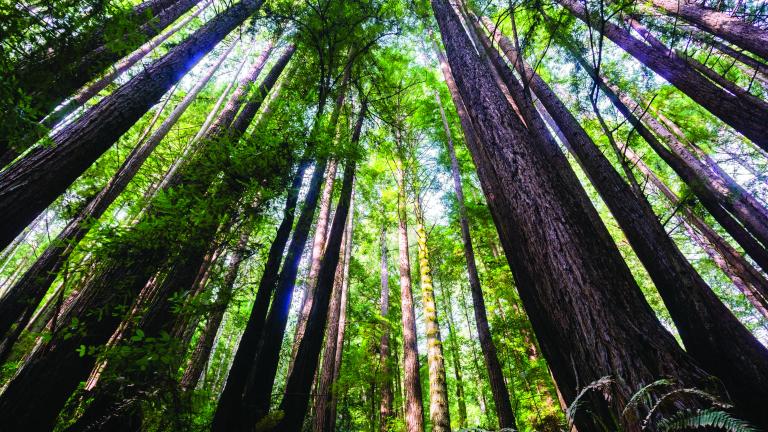 Henry Cowell Redwoods State Park