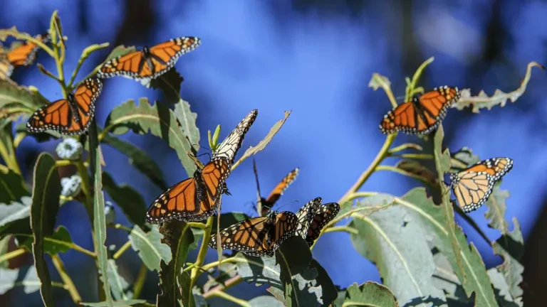 Monarch butterfly