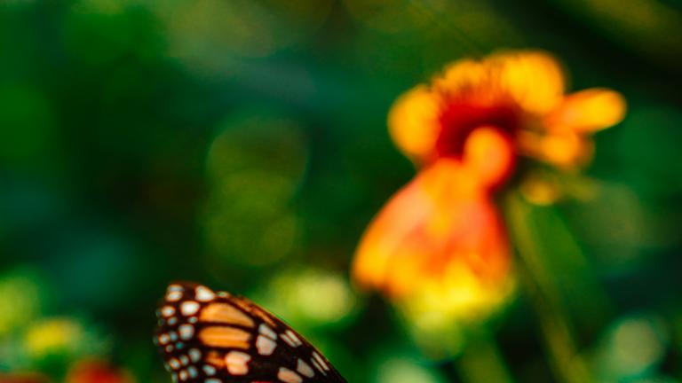 monarch butterfly macro closeup landing on a flower with a deep green background 
