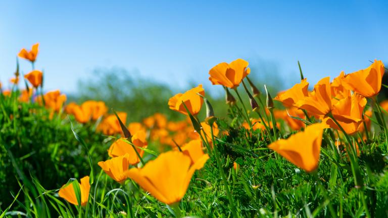 close up of bright yellow and orange poppies in a lush green field against a bright blue sky