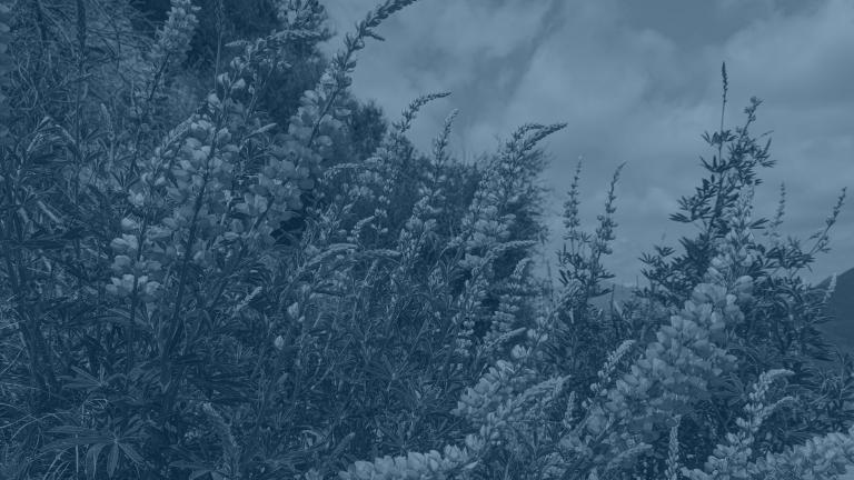 Lupine with a transparent blue over the photo