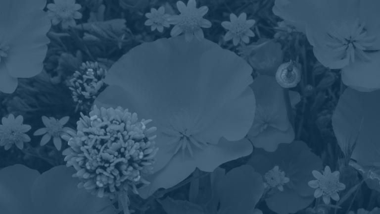 Wildflower Guide Header Image with blue overlay