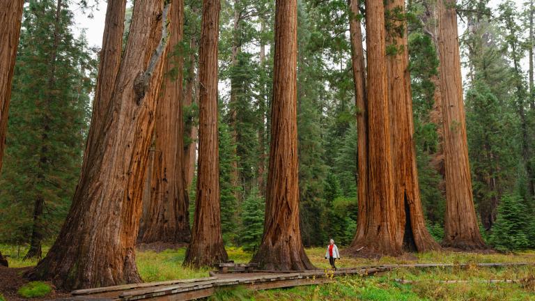 Women hiking around redwoods California