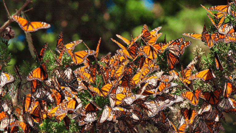 Monarch butterfly