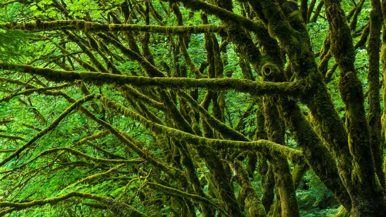 Humboldt Redwoods State Park