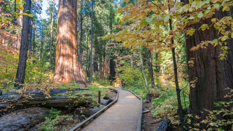 Wooden boardwalk through an evergreen trees forest, Calaveras Big Trees State Park, California