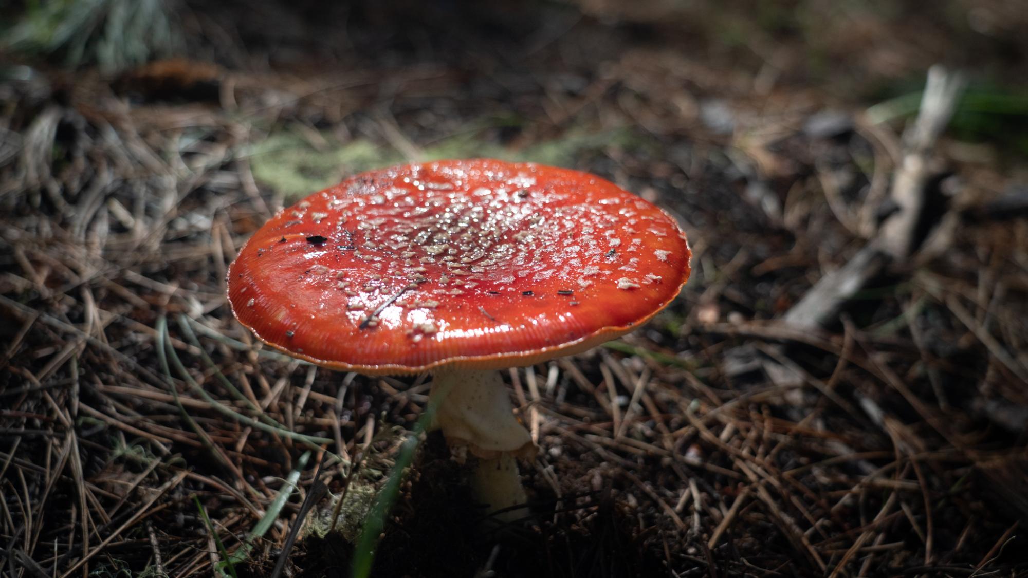 amanita muscaria