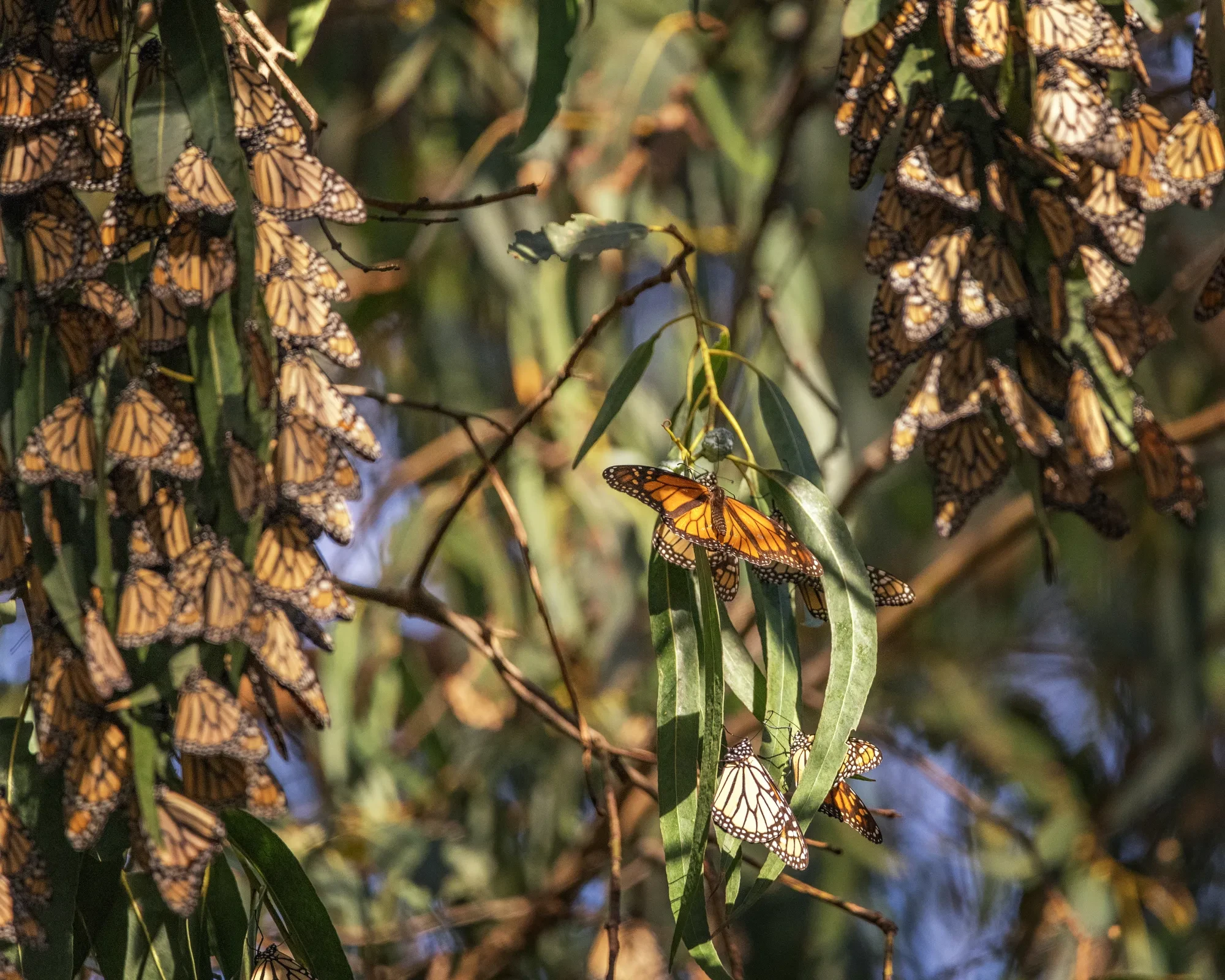 monarchs at pismo beach