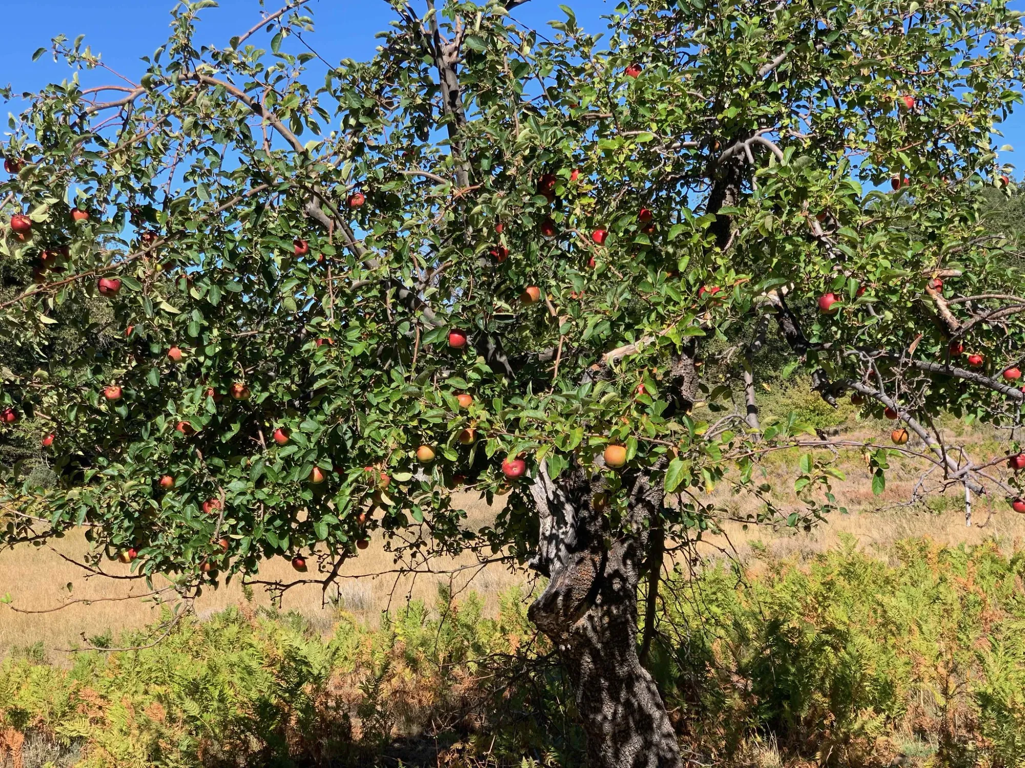 Apple trees at Palomar Mountain State Park 