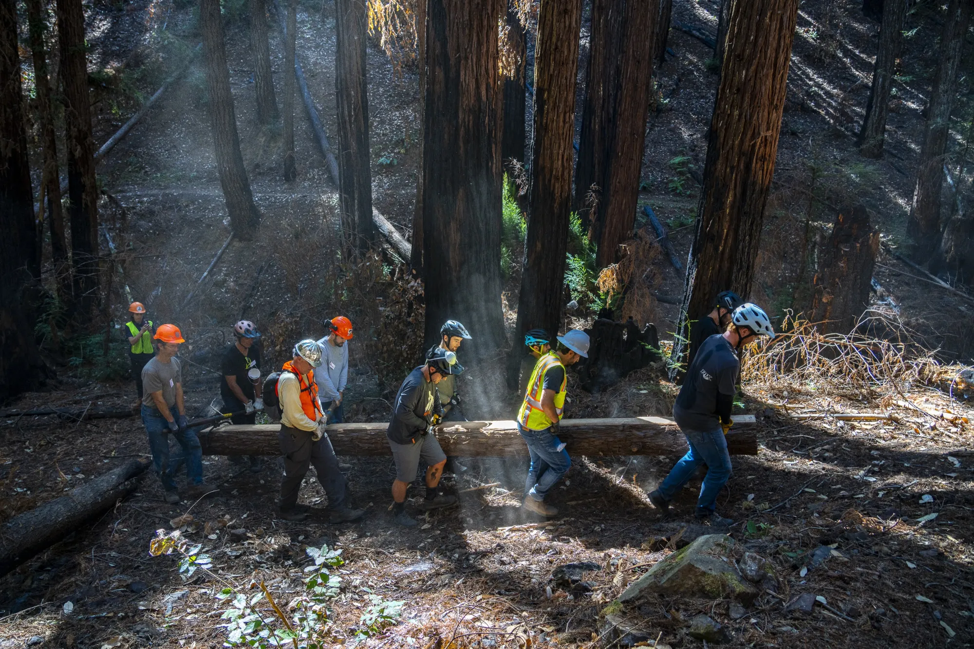 A group of individuals carrying a large piece of lumber through the forest