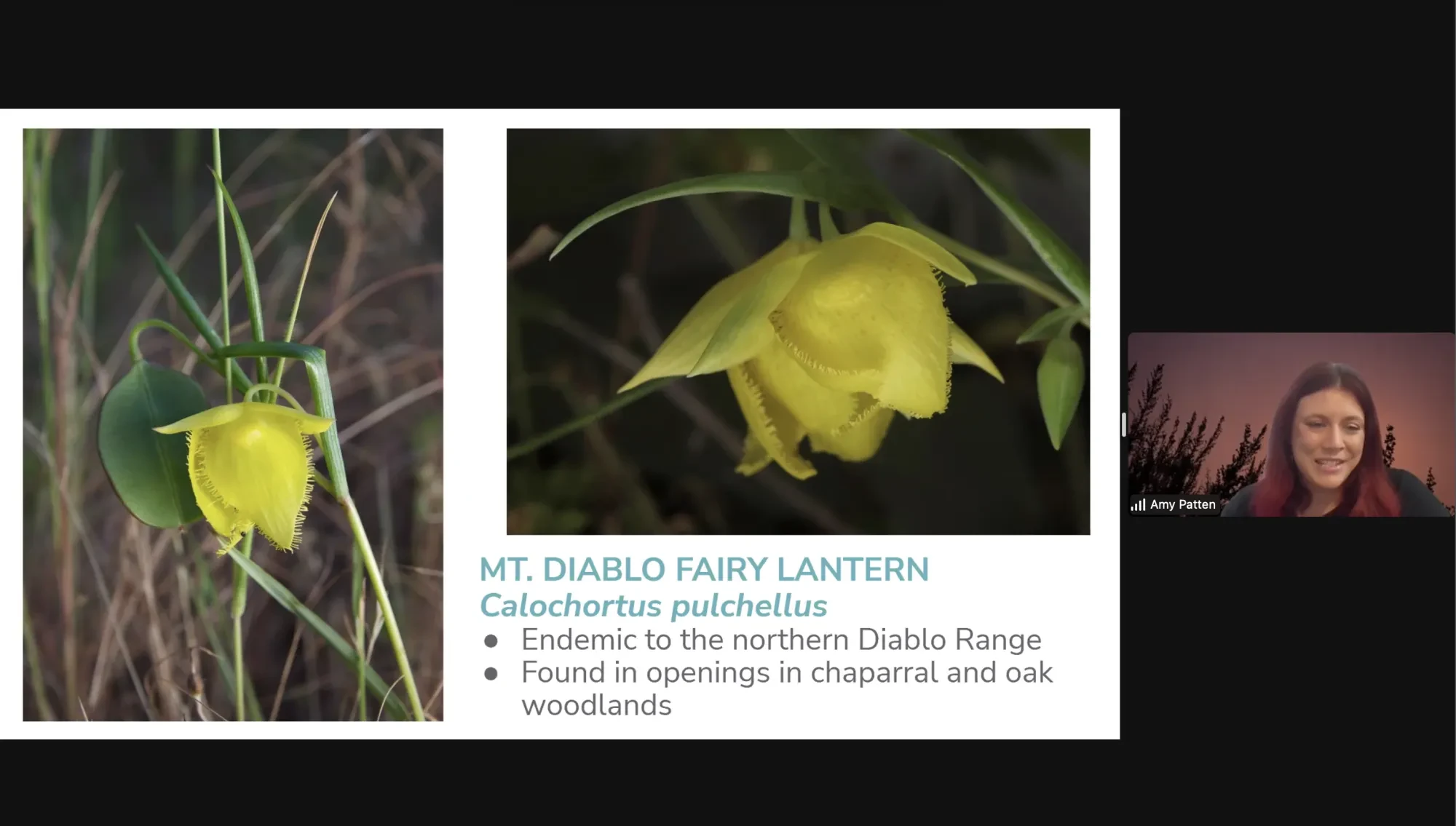 Amy Patten, Rare Plant Treasure Hunt Manager at California Native Plant Society, presenting PPT.