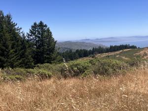 Mount Tamalpais SP