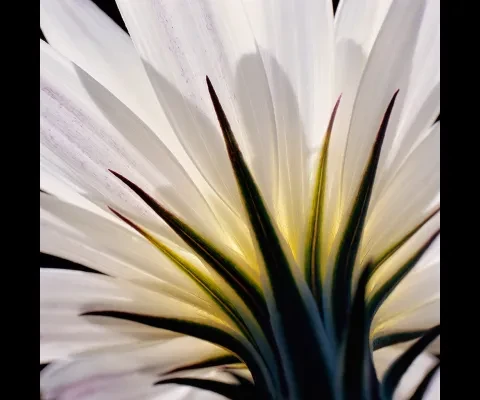 desert-chicory_anza-borrego-desert-state-park-ca-x1024.jpg