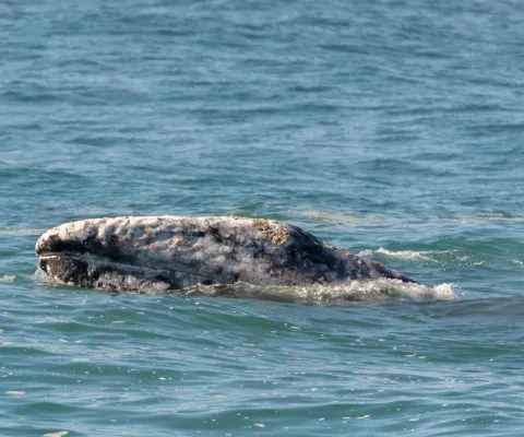 gray-whale-by-michele-w-via-flickr.jpg