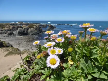 2017-june-potm-seaside-daisies-mackerricher-sp-c-katie-eskridge.jpg