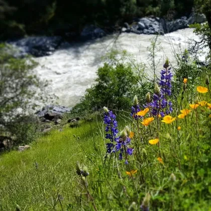 pg-7-candice-rogers-south-yuba-river-state-park.jpg