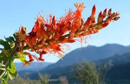 pg-7-wes-janssen-anza-borrego.png