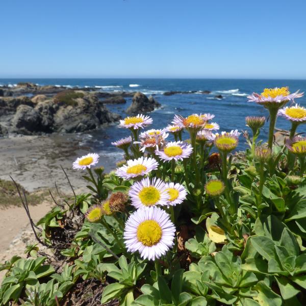 2017-june-potm-seaside-daisies-mackerricher-sp-c-katie-eskridge.jpg