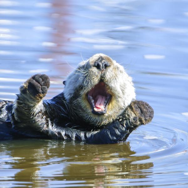 Happy sea otter