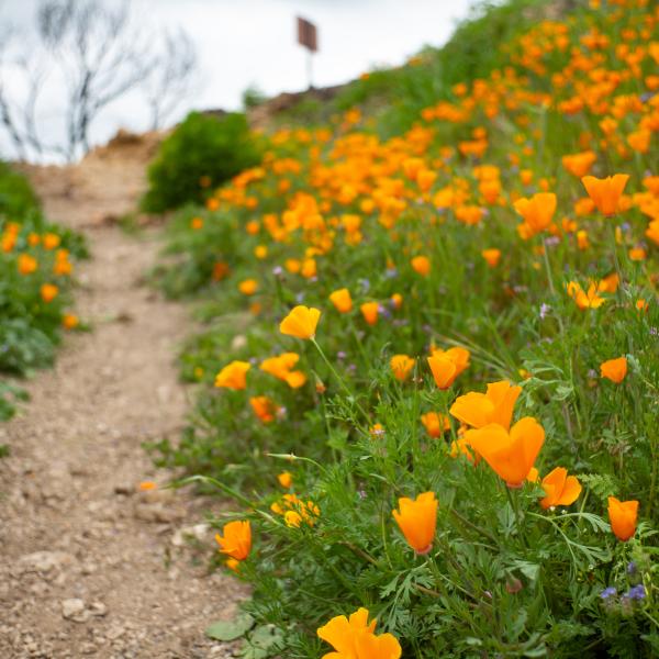 Poppies at Malibu Creek State Park