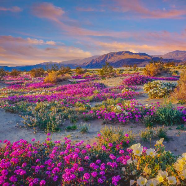 Anza Borrego Flowers