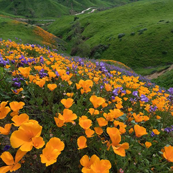Chino Hills State Park