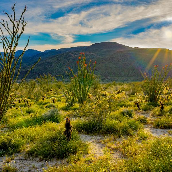 Anza Borrego Sunset in Spring Web
