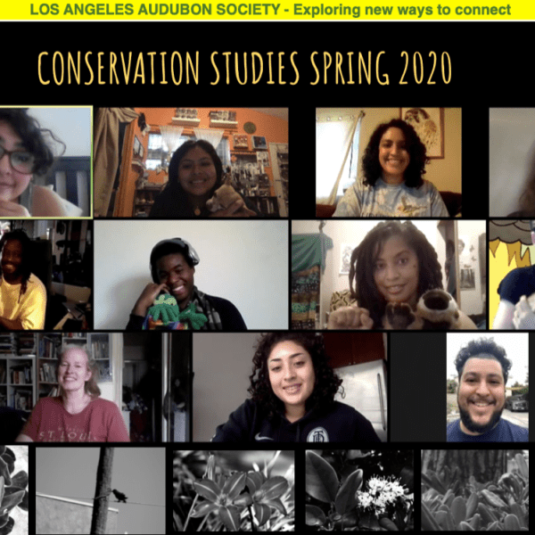 Los Angeles Audubon Society virtual program