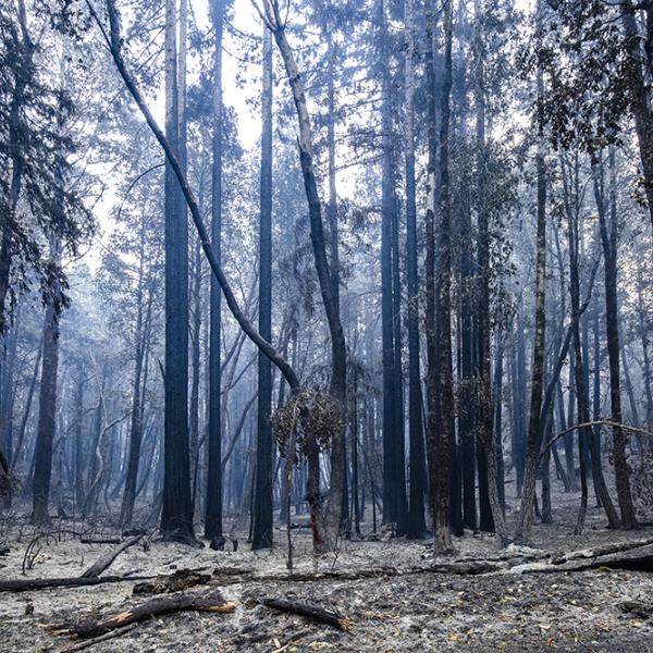 Big Basin Redwoods State Park after the 2020 wildfires