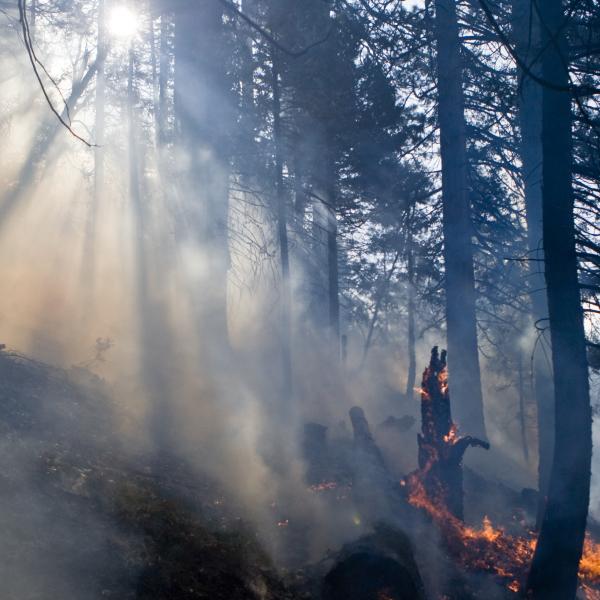 Wildfire