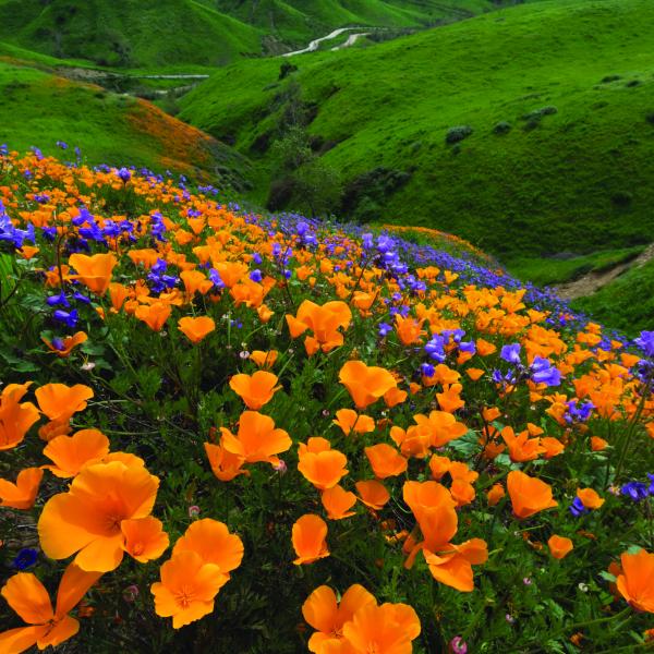 Chino Hills State Park wildflowers