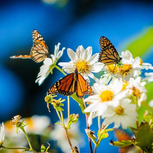 Monarch butterflies