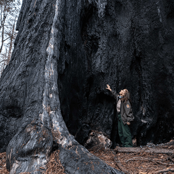 Cyark Grantee Big Basin Redwoods