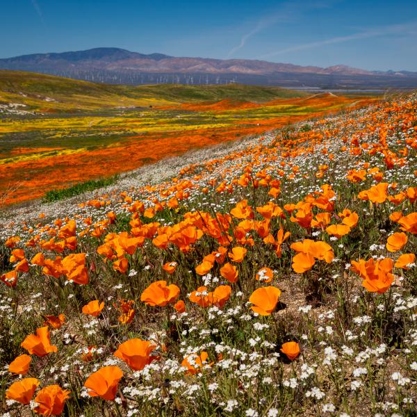 Antelope Valley