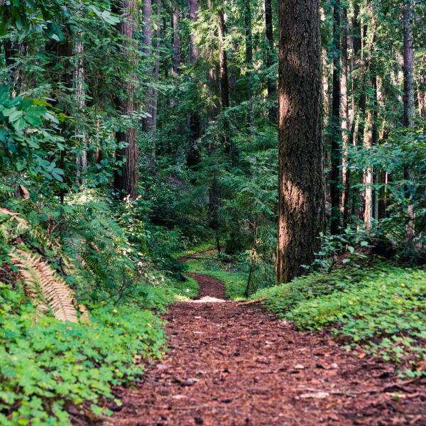 Henry Cowell Redwoods 