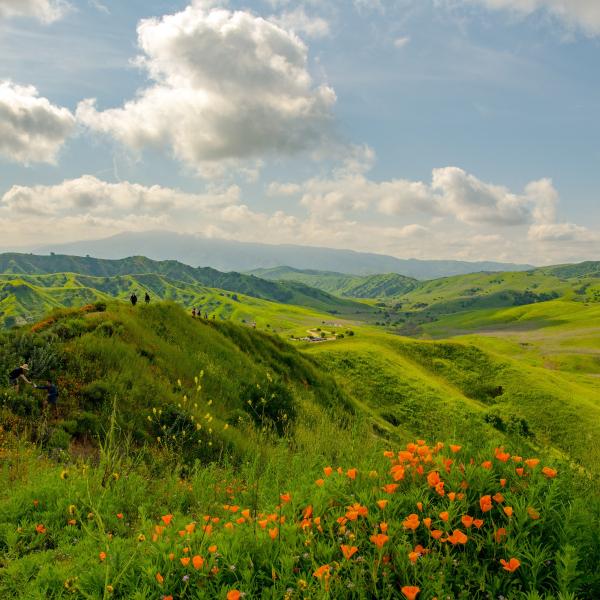 Chino Hills State Park wild flowers 