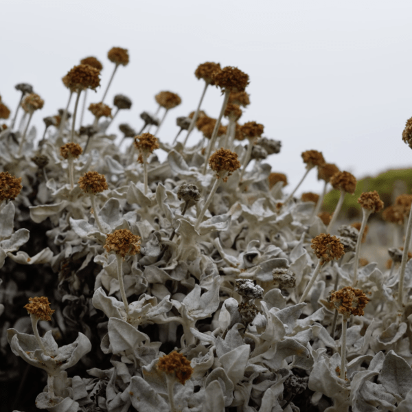 groundswell1