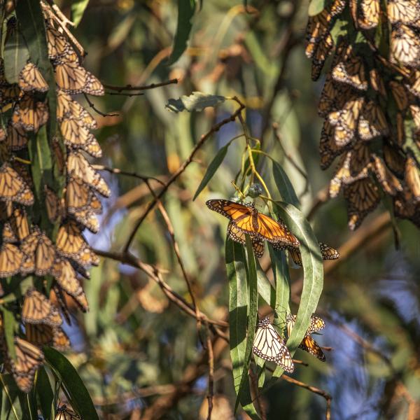 monarchs at pismo beach