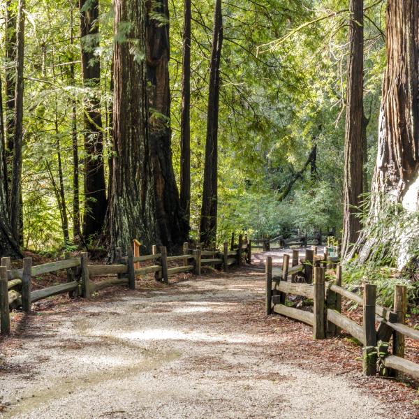 Trail Big Basin Redwoods State Park