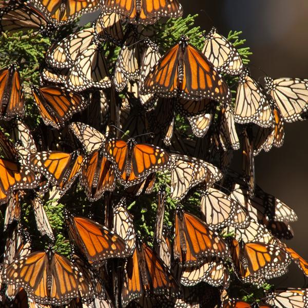 Monarch at Natural Bridges State Beach