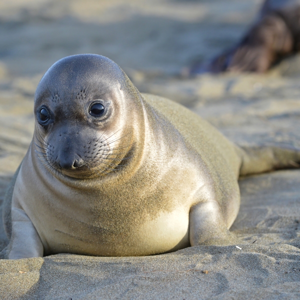 Baby seal at Ano Nuevo State Park