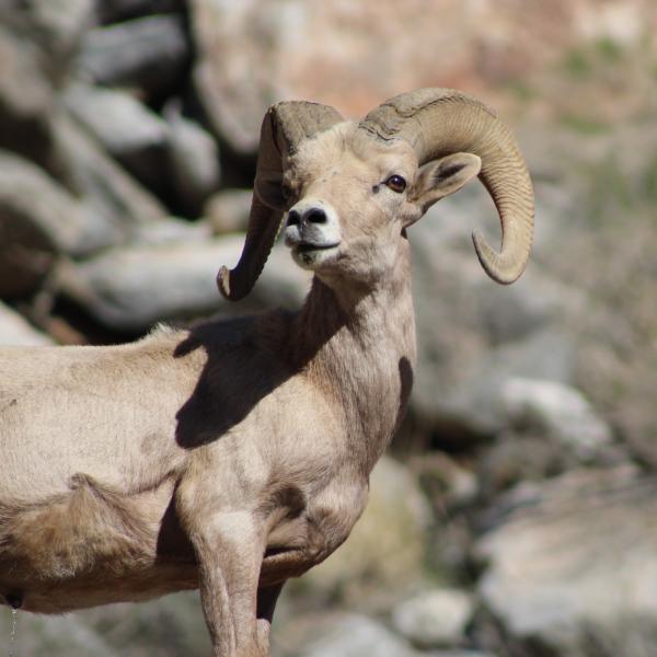 Bighorn sheep at Anza-Borrego Desert State Park