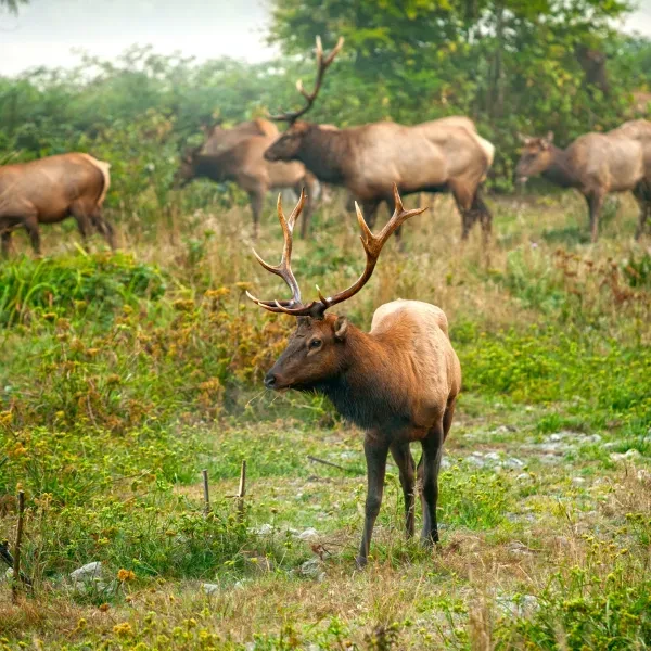 Roosevelt elk at Prairie Creek Redwoods State Park