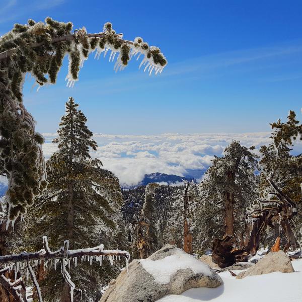 Mount San Jacinto State Park in the winter. 