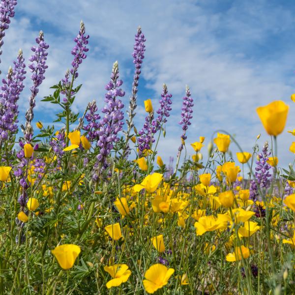 Spring California Flowers