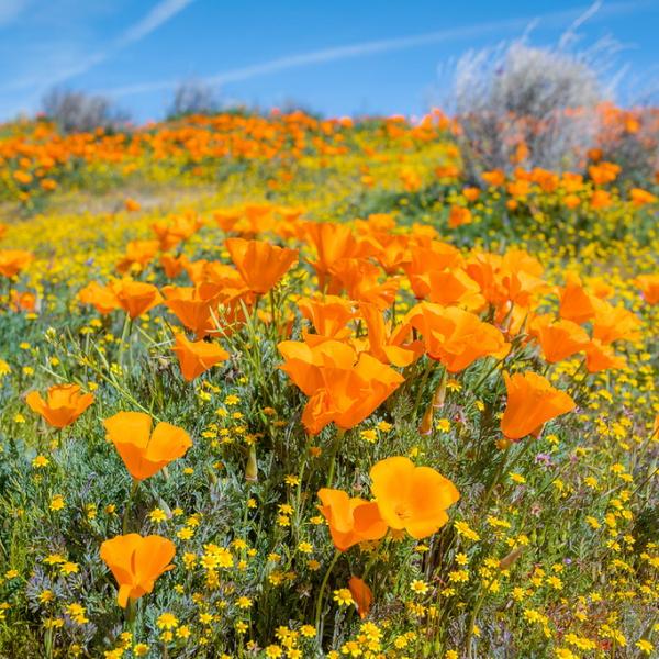 Antelope Valley